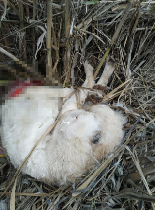 Orrore a Scossicci, trovati altri 12 cani morti oltre ai maremmani decapitati